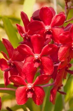 Orchid red Stock Photos