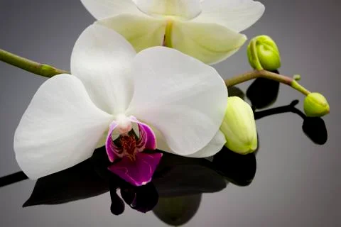 Orchid with reflection Foto stock