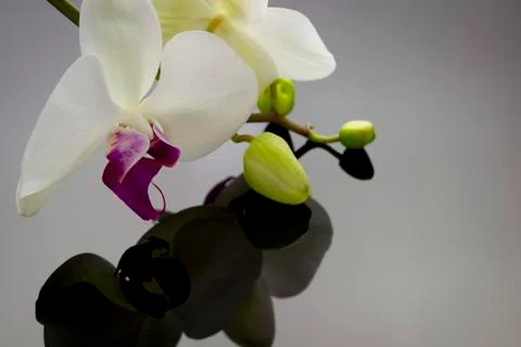 Orchid with reflection Foto stock