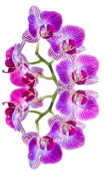 Orchid Reflections Stock Photos