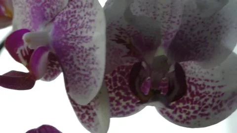 Orchid in the room Stock Footage 75279032