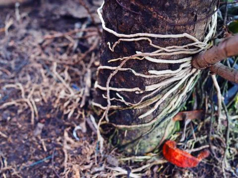 Orchid root attached on tree trunk Foto stock