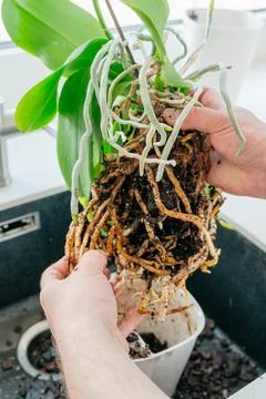 Orchid root preparation Фото