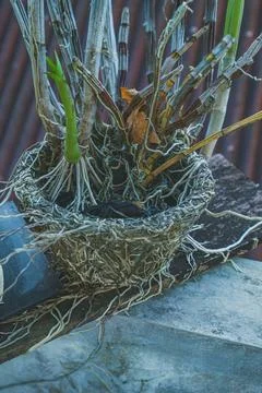 The Orchid root texture that spread out of the pot. Stock Photos
