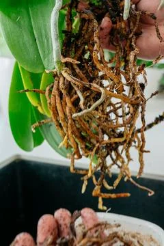 Orchid roots close up Foto stock