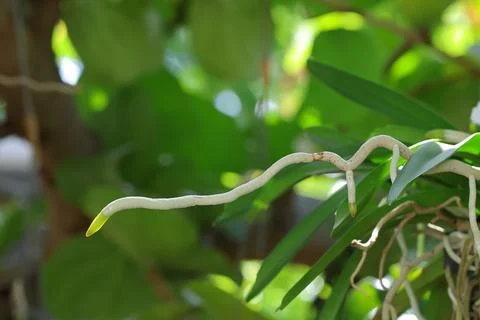Orchid roots Stock Photos