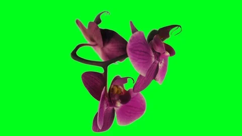 Orchid rotating seamless loop against Green Screen Stock-Footage 106448669