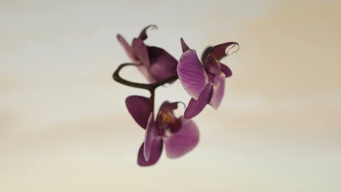 Orchid rotating seamless loop against white Video stock 111391710