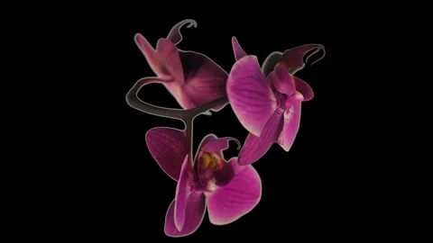 Orchid rotating seamless loop Alpha Channel Video stock 106448864
