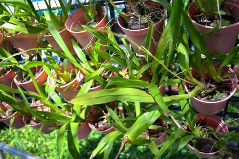 The orchid seedlings Foto stock