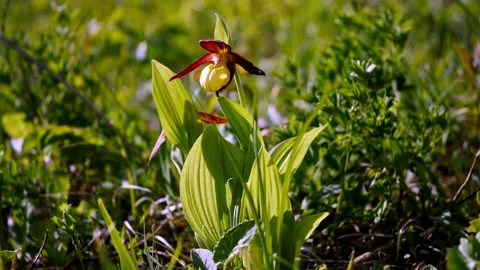 Orchid Shoe10 Video stock 134456063
