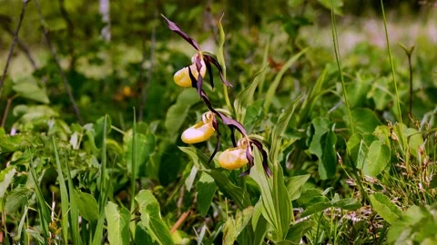 Orchid Shoe6 Stock Footage 134455979