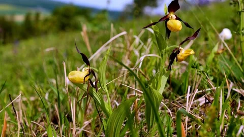 Orchid Shoe7 Video stock 134456011
