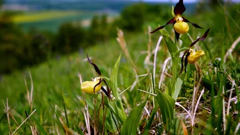 Orchid Shoe9 Video stock 134456312