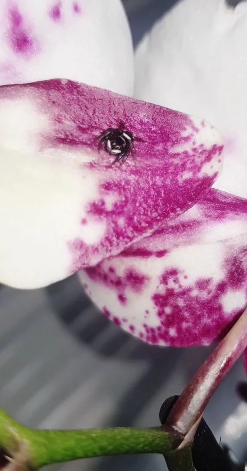 Orchid / spider / flower Stock Footage 140817143