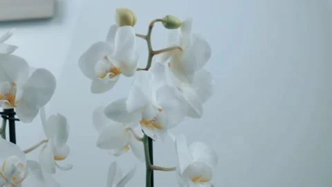 Orchid spinning on a turntable Stock Footage 169532819