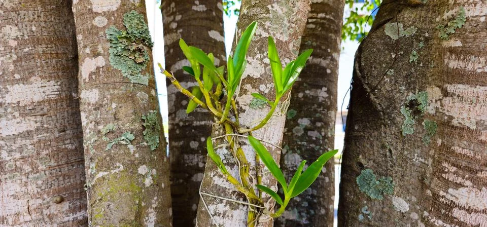 Orchid sprouting on thick tree trunks Foto stock