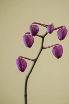 Orchid stem with tiny buds on yellow background. Copy space. Minimalism. Stock Photos