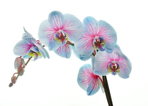 Orchid in studio Stock Photos