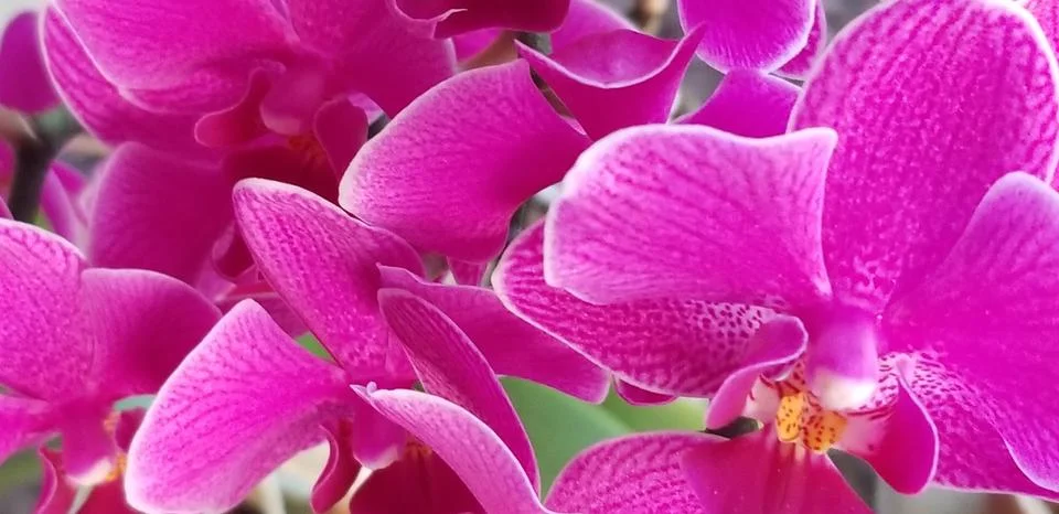 Orchid Study  스톡 사진