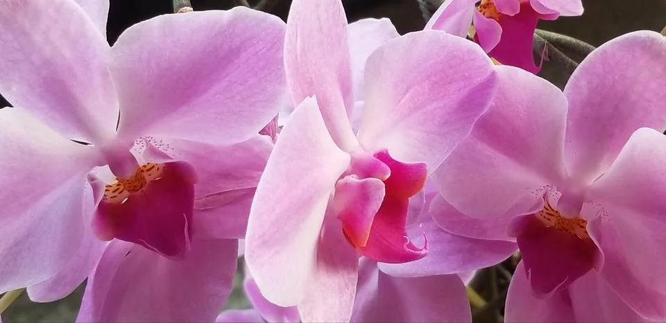 Orchid Study  스톡 사진