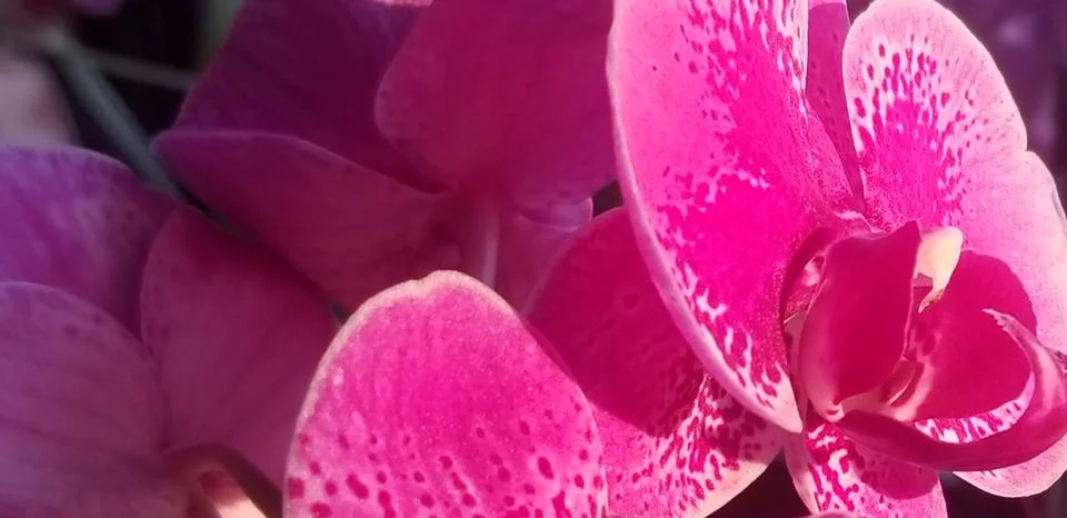 Orchid Study  스톡 사진