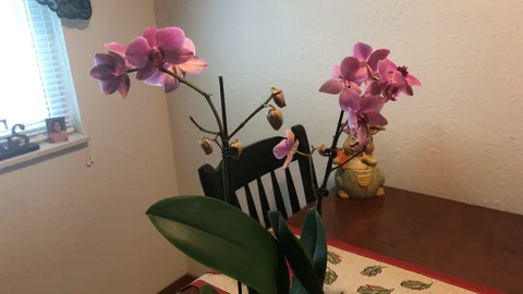 Orchid on table Stock-Footage 90315825