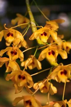 Orchid in thailand Stock Photos