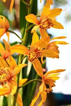 Orchid in thailand Stock Photos