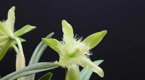 Orchid Time Lapse Stock Footage 7132376
