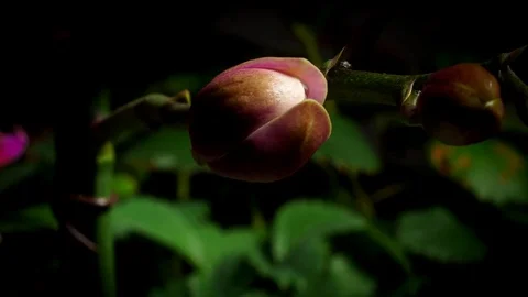 Orchid Time Lapse Stock Footage 76917994