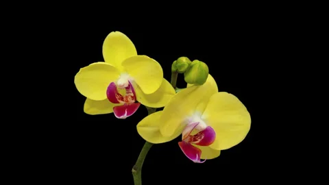 Orchid timelapse on black Stock Footage 294592274