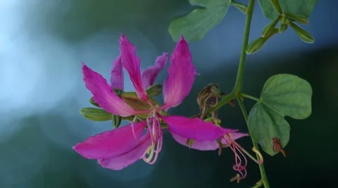 Orchid Tree flower and wind Stock Footage 58400721