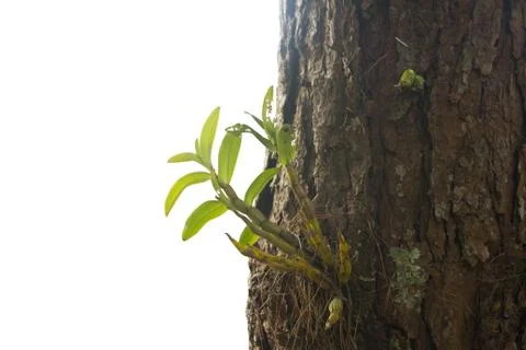 Orchid on the tree in forest Stock Photos