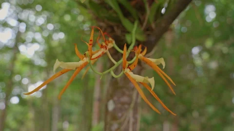 Orchid in a tree in the rainforest Stock Footage 233838426