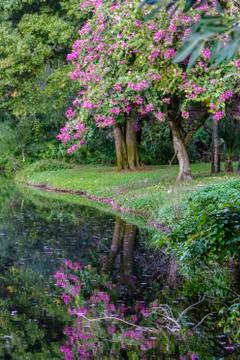 Orchid tree with reflection in pond Stock Photos
