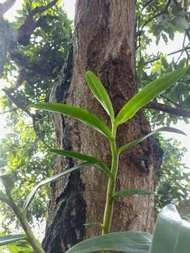 Orchid trees Stock Photos