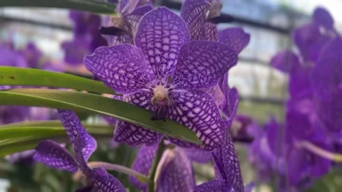 Orchid Vanda Chulee Blue Classic closeup with vibrant petals Stock Footage 316812860