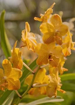 Orchid Vanda Stock Photos