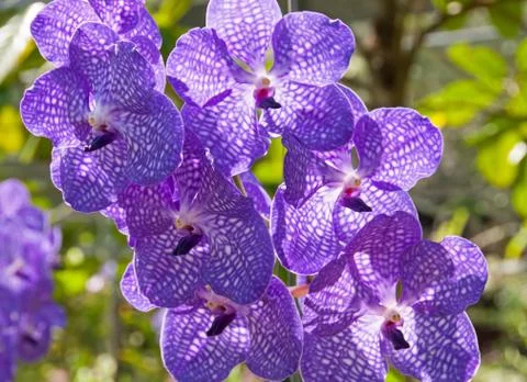 Orchid Vanda Stock Photos
