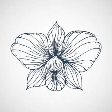 Orchid Vector hand drawn Stock Illustration