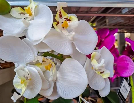 Orchid View of assortment of decor for interior shop in store of shopping center Stock Photos