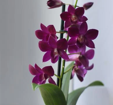 Orchid violet dendrobium Stock Photos