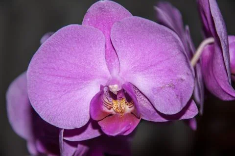 Orchid violet 스톡 사진