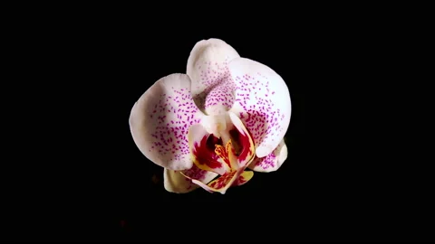 Orchid waking up time-lapse 48fps Stock Footage 238891432