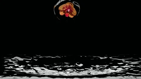 Orchid in a water drop Vidéo 78172895