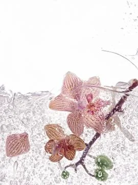 Orchid in water Stock Photos