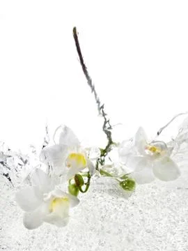 Orchid in water Stock Photos