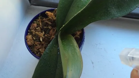 Orchid Watering Stock Footage 48669169