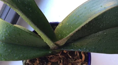 Orchid Watering Stock Footage 48669177